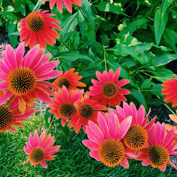 Meet your Posher, Emma - Picture 1 of 1